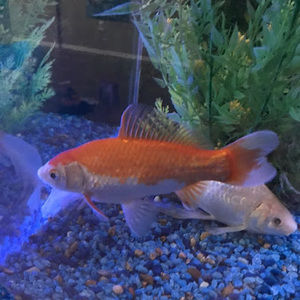 Meet your Posher, Memo